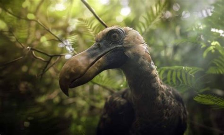 Can we clone a dodo bird?
