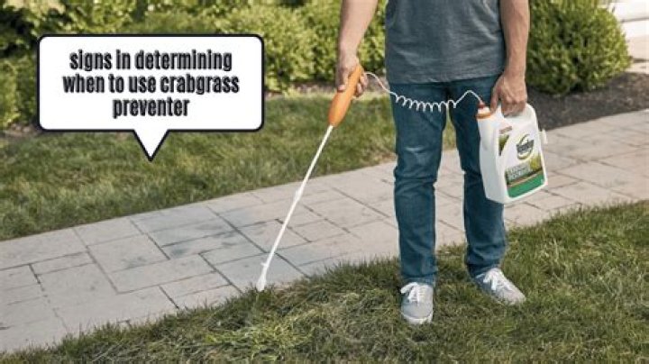 Can you apply crabgrass preventer before rain?