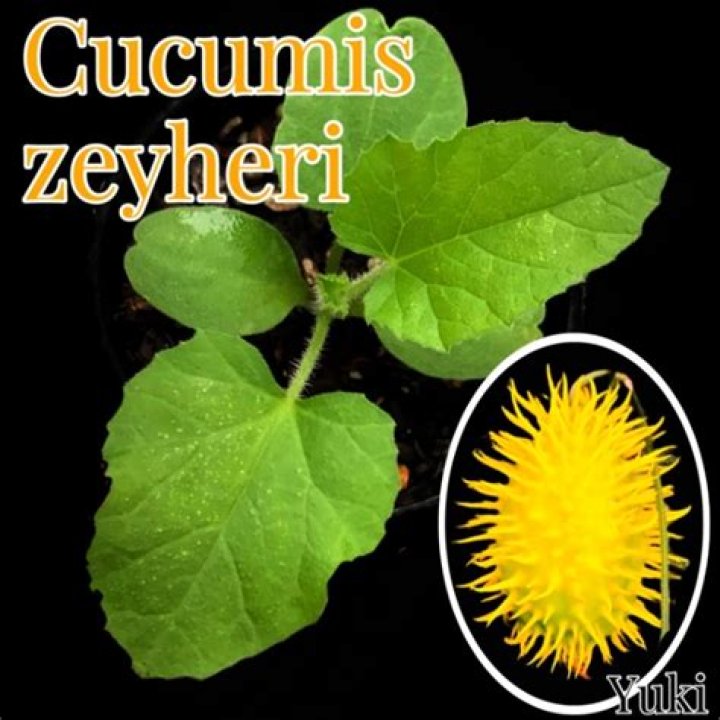 Can you eat Cucumis Metuliferus?