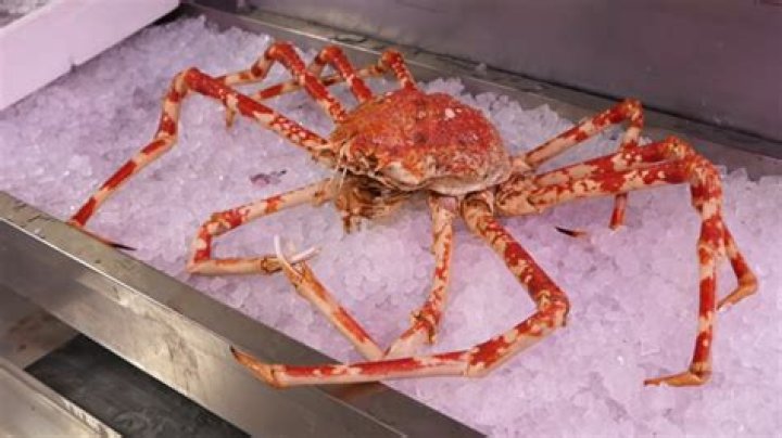 Can you eat spider crab?