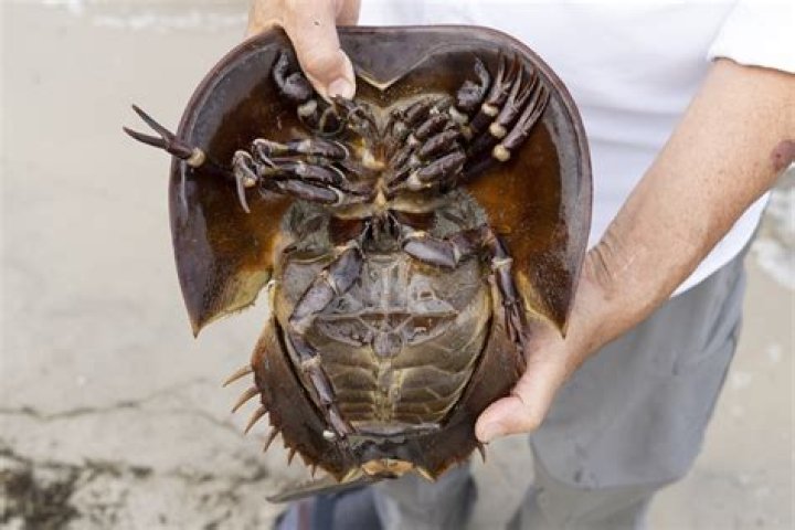 Can you get crabs from trying on clothes?