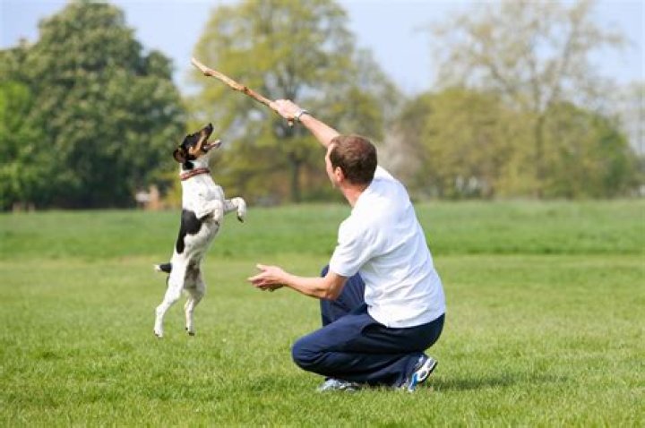 Can you get paid to play with dogs?