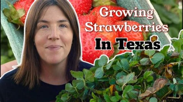 Can you grow strawberries in Dallas Texas?