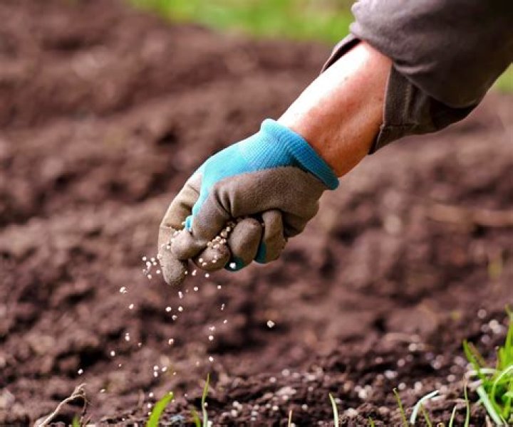 Can you over fertilize pepper plants?