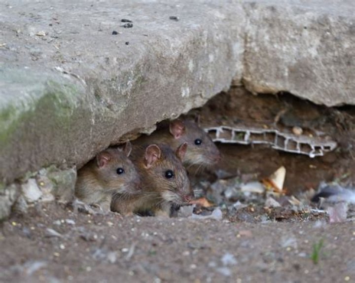 Can you pick pet rats up by the tail?