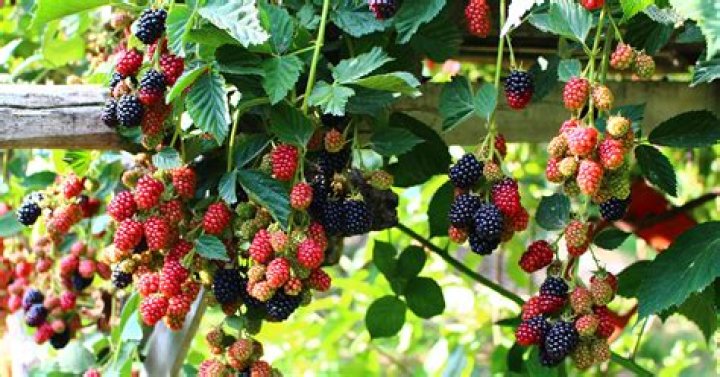 Can you plant blackberries next to blueberries?