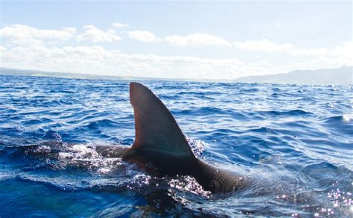 Can you play dead with a shark?