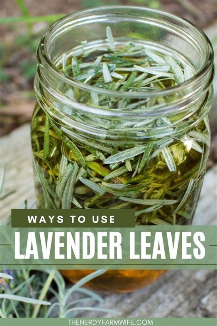 Can you put lavender leaves in tea?