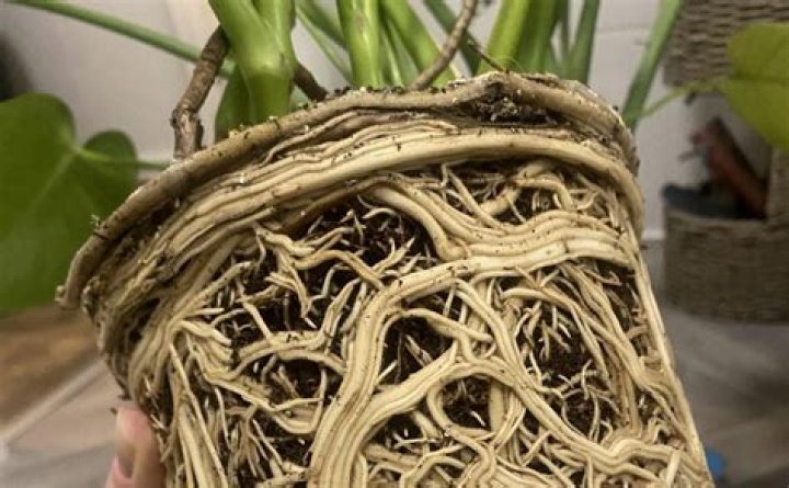 Can you put Monstera aerial roots in soil?
