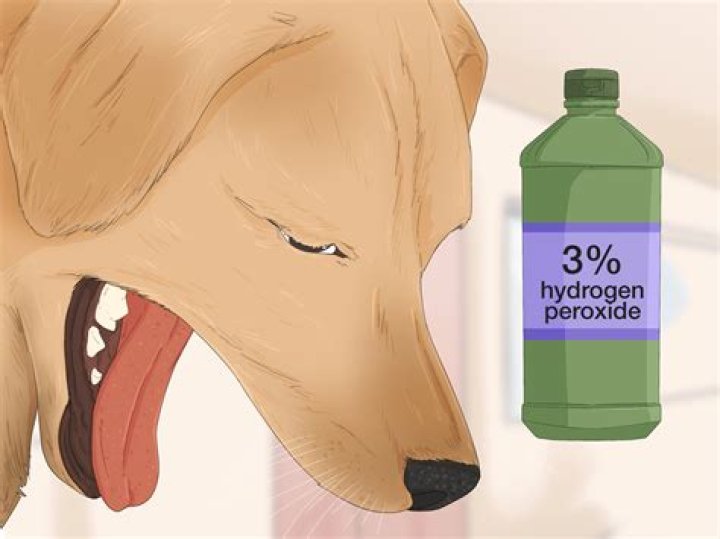 Can you put peroxide on a dog?