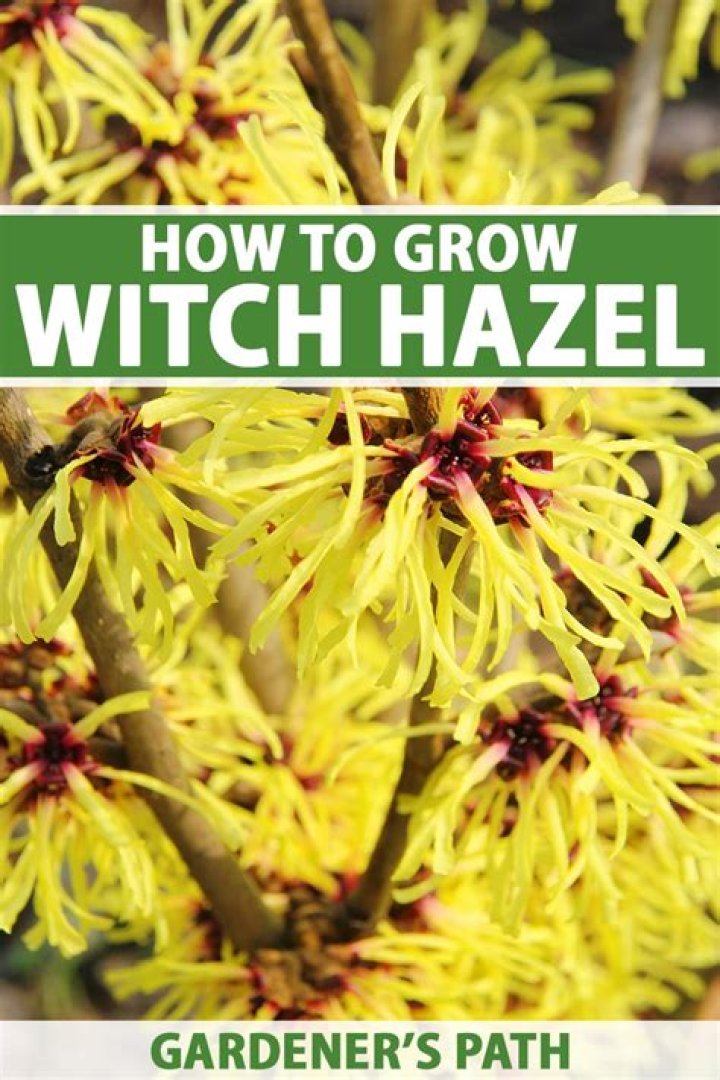 Can you put straight witch hazel on your face?