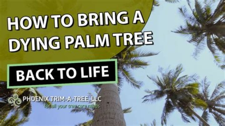 Can you save a dying palm tree?