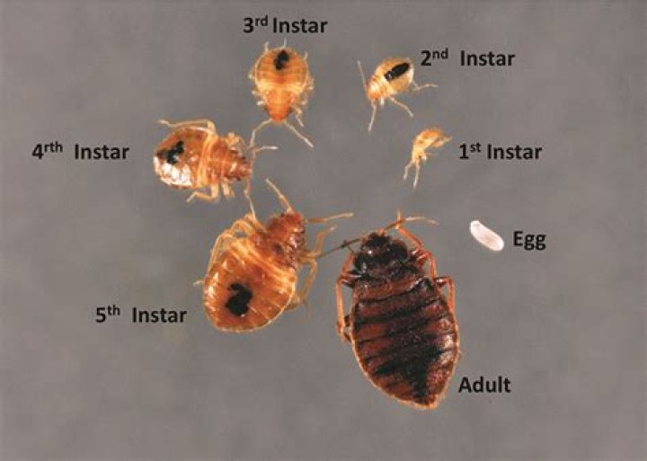 Can you sleep on a bed with bed bugs?