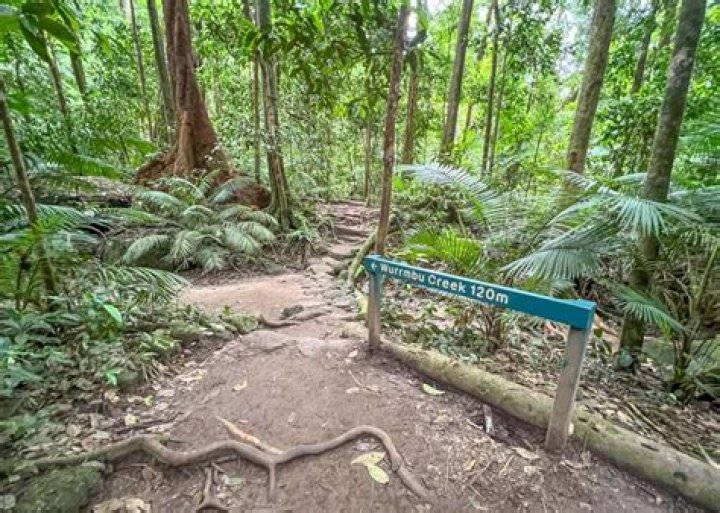 Can you swim in Daintree?