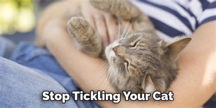 Can you tickle a cat?
