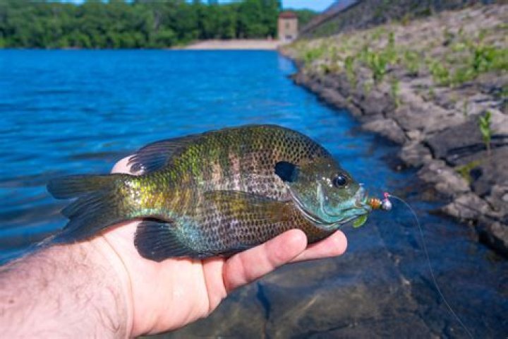Can you use bluegill as bait in Texas?