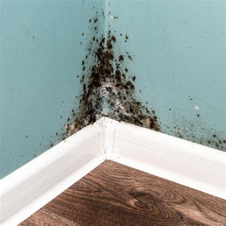 Can you wipe off black mold?