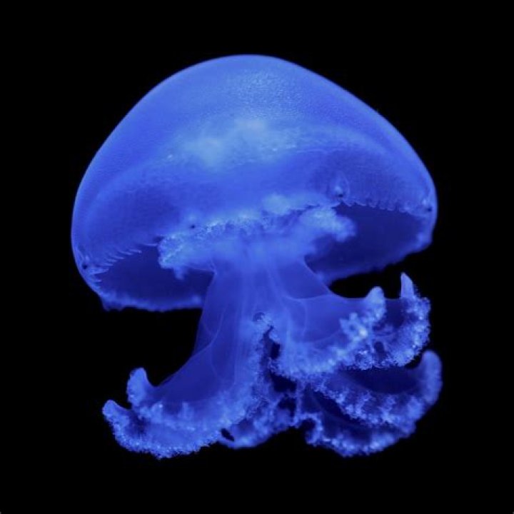 Could put a horn on a jellyfish?