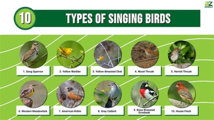 Do all birds sing the same song?