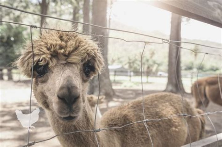 Do alpacas need to be locked up at night?