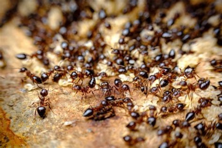 Do ants eat everything?