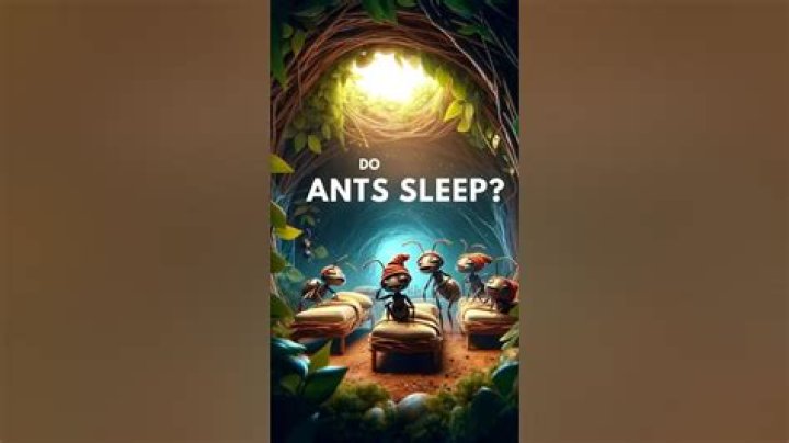 Do ants ever sleep?