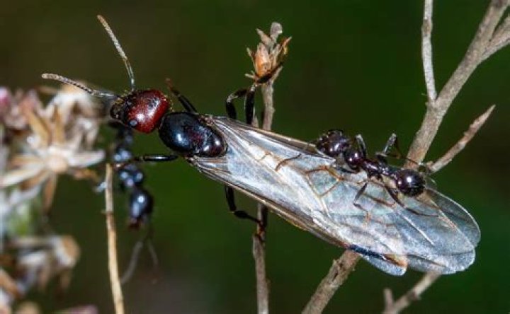Do ants have language?
