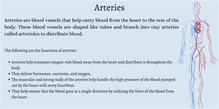 Do arteries grow back?