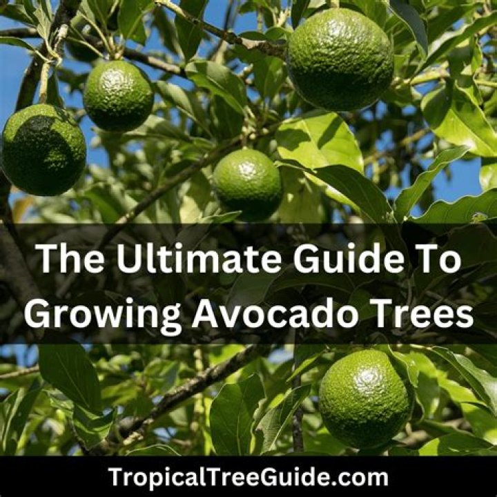 Do avocado trees attract rats?