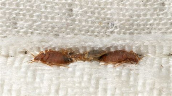Do bed bugs hide in blankets?