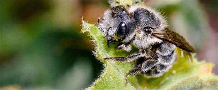 Do bees come back to the same nest every year?