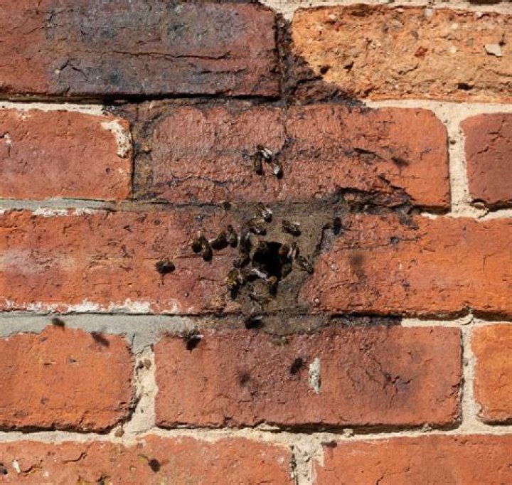 Do bees nest in brick walls?