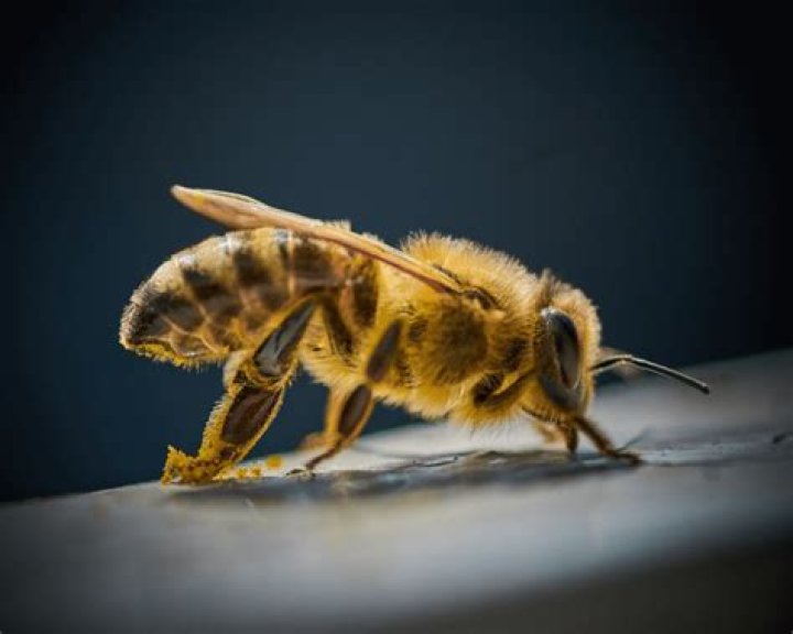 Do bees recognize keeper?