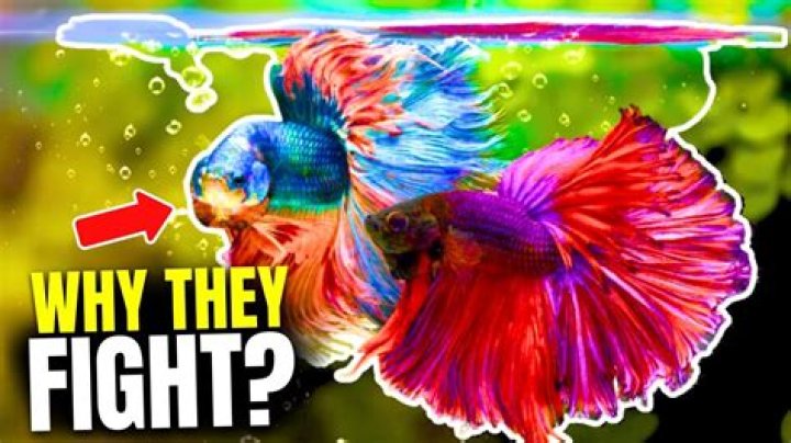 Do bettas eat other bettas?