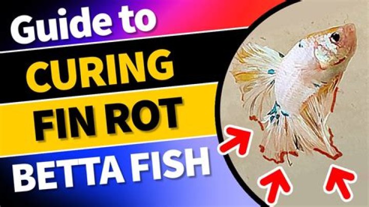 Do bettas hate light?