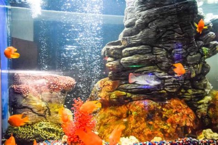 Do bettas need a bubbler?