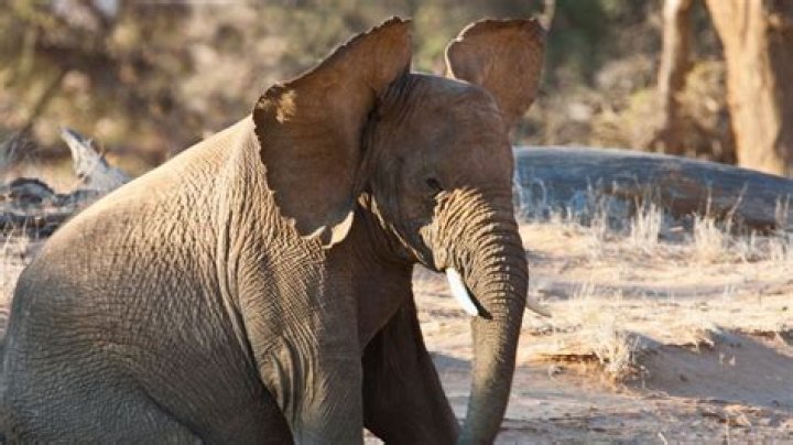 Do bigger ears mean better hearing?