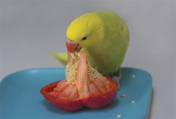 Do birds eat pepper?