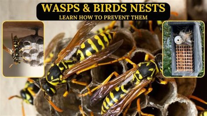 Do birds eat wasps or bees?
