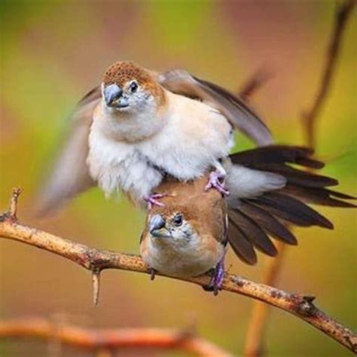 Do birds mate with other birds?