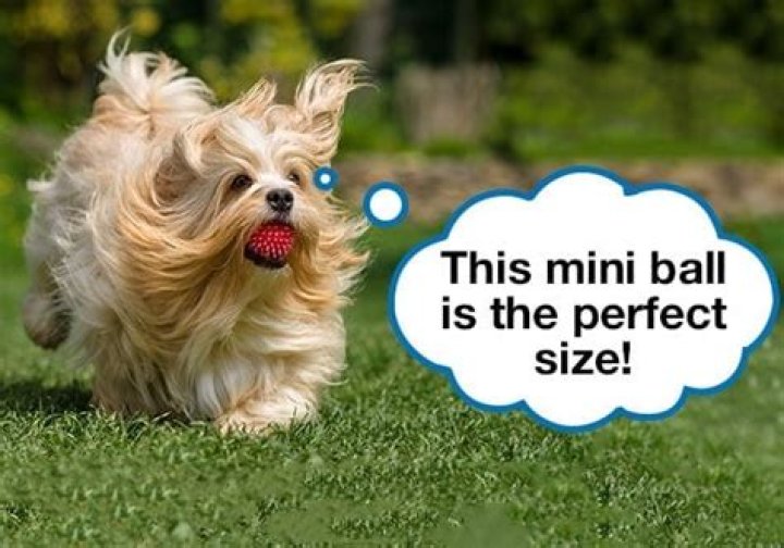 Do boy puppies have balls?