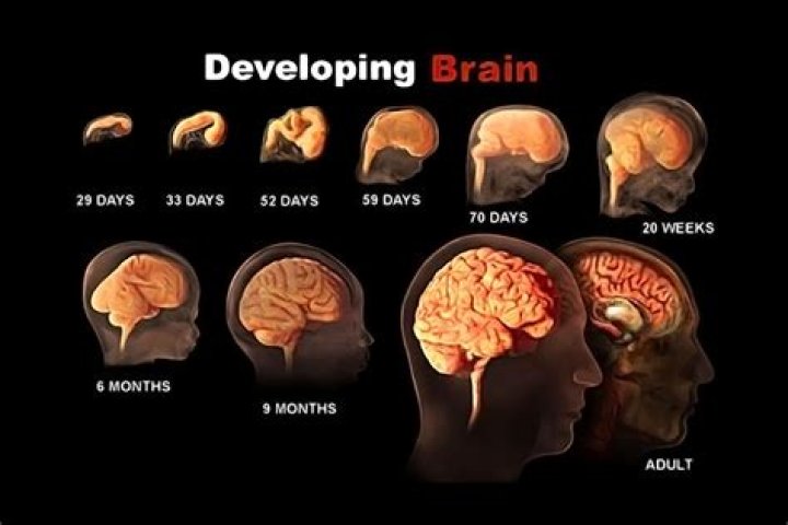 Do brain cells grow back after drinking?