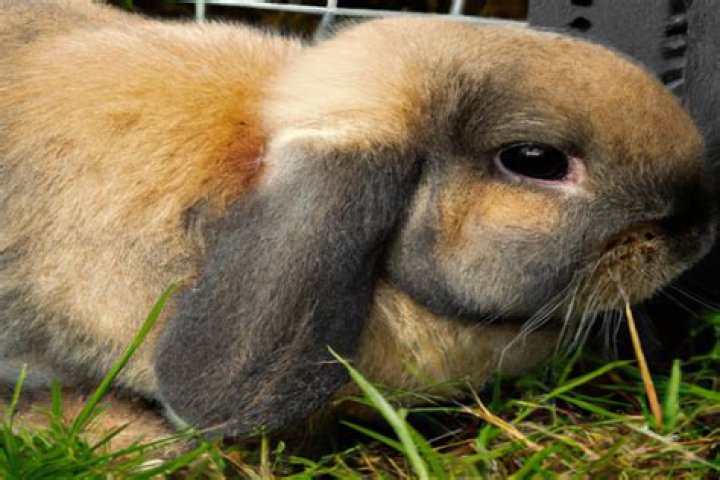 Do bunnies have memories?
