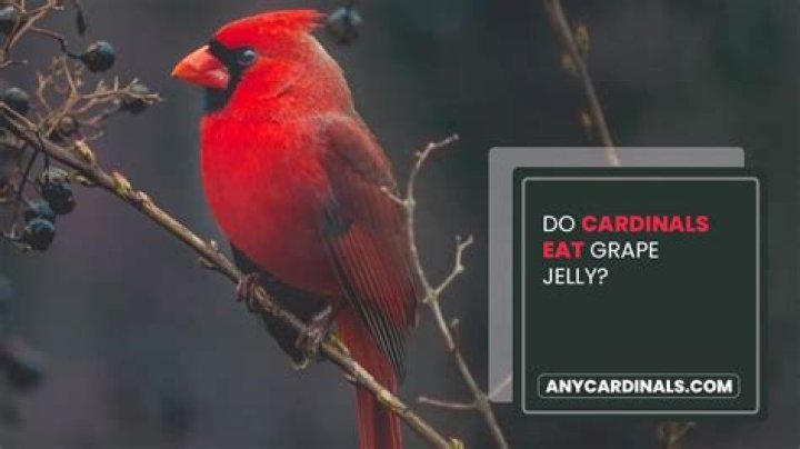 Do cardinals eat bees?