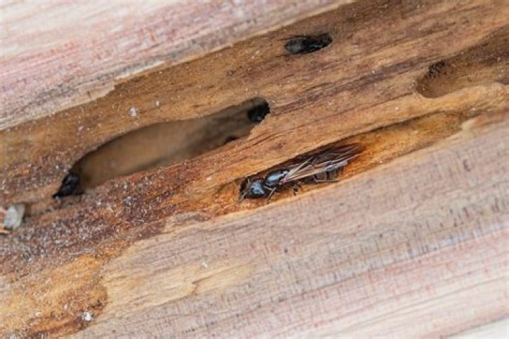 Do carpenter bees destroy wood?