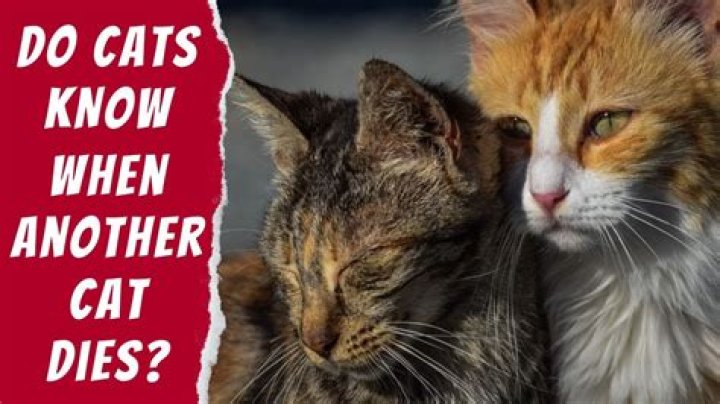 Do cats feel sad when another cat dies?