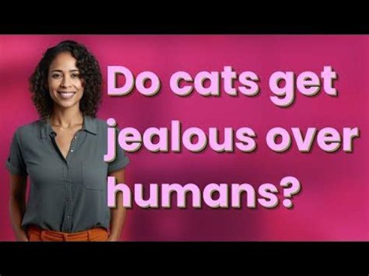 Do cats get jealous over humans?