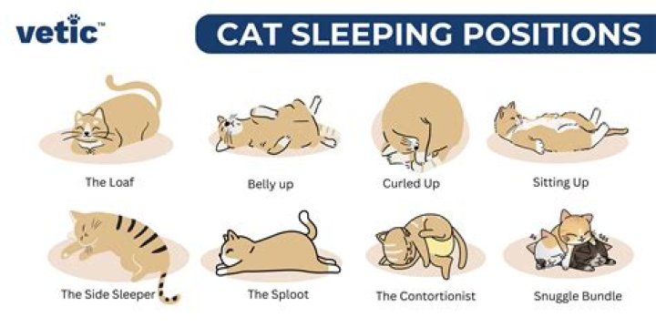 Do cats get sleep in their eyes?