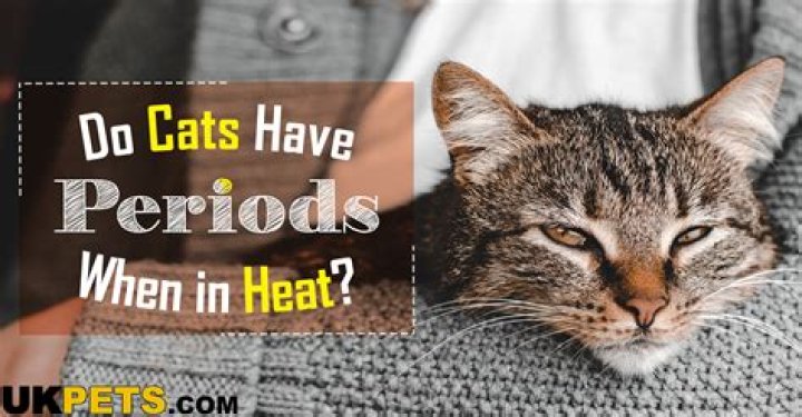 Do cats periods?