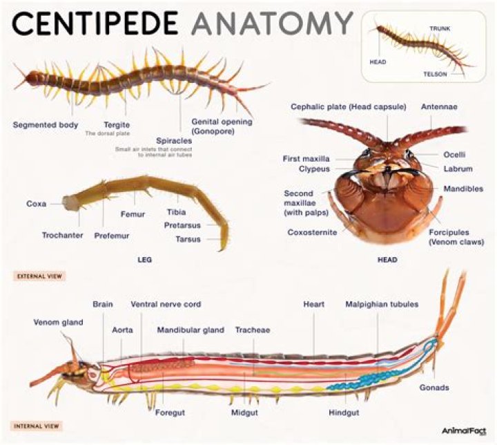 Do centipedes multiply?